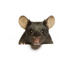 mouse mouse